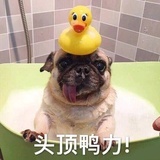 瓜牛