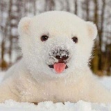 我寄人间雪满头