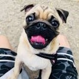 叙白凉音
