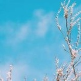 安琪儿