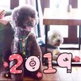 桂花(⓪᷅⍙⓪᷄﻿)