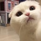我要上岸鸭