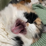 ki