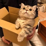 小小桃子不发愁