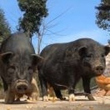 小肉墩