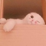 玛娅🍒