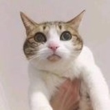坚持干饭健身版