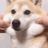 沈