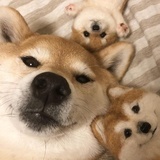白马宝宝