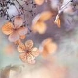 清风明月