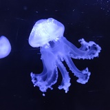 哈迪斯海星