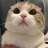 秃头黄色猪