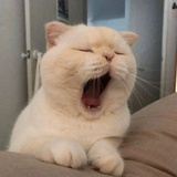 猫咪
