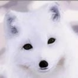 心理咨询麦克