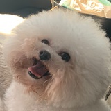 奶糕考拉