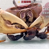 夜莺