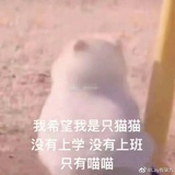 不想吃香菜