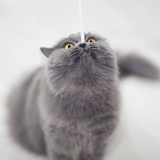 樂