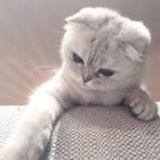 江离