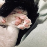 不吃鱼