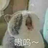 西瓜南瓜哈密瓜