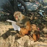 不如吃茶去