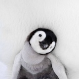 小企鹅