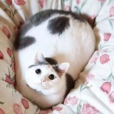 氵七木