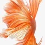 三人禾