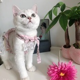 huihui0880