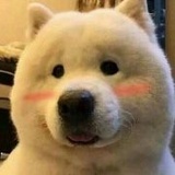 一罐芒果皮
