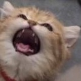 咕咕