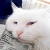 猫粮