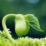 Germination