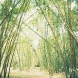 雅方