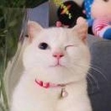独爱美人