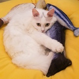黑糖葱葱小奴隶
