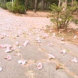 泡沫綠