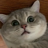 房东的猫emmm