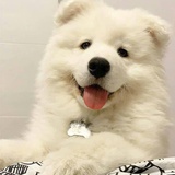 哈瓦夏日