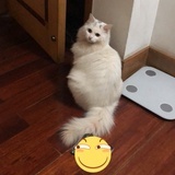 素小伞