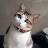 家有七喵喵