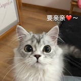 睡不醒家好多喵