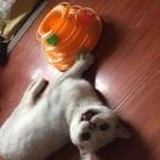 四夕罗