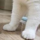 麵