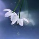 玉瑾祺