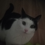 cookie