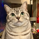 安安奇