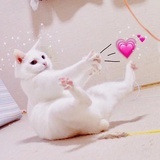 猫又二分之一