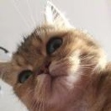 🐈迷藏